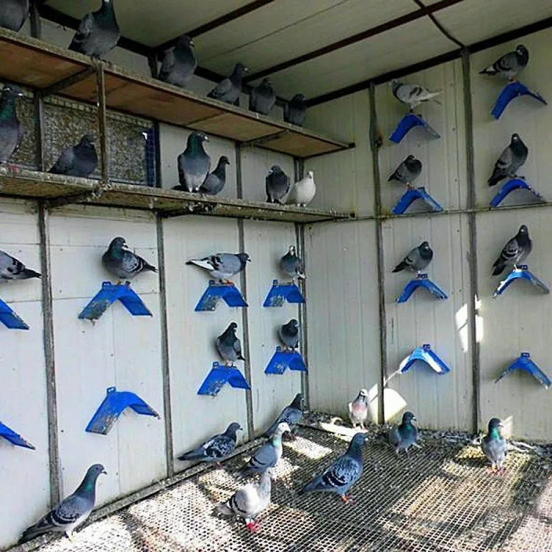 Bird Rest Stand Frame Perch image 2